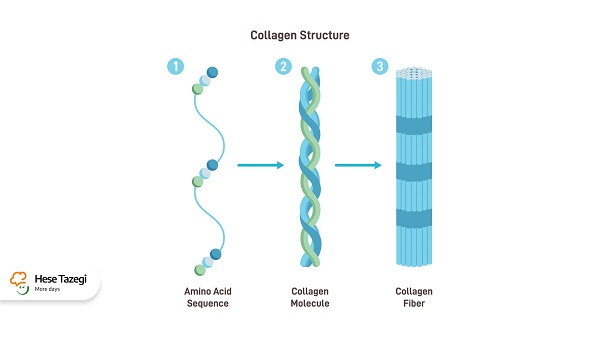  فواید پروتئین برای بدن - حس تازگی